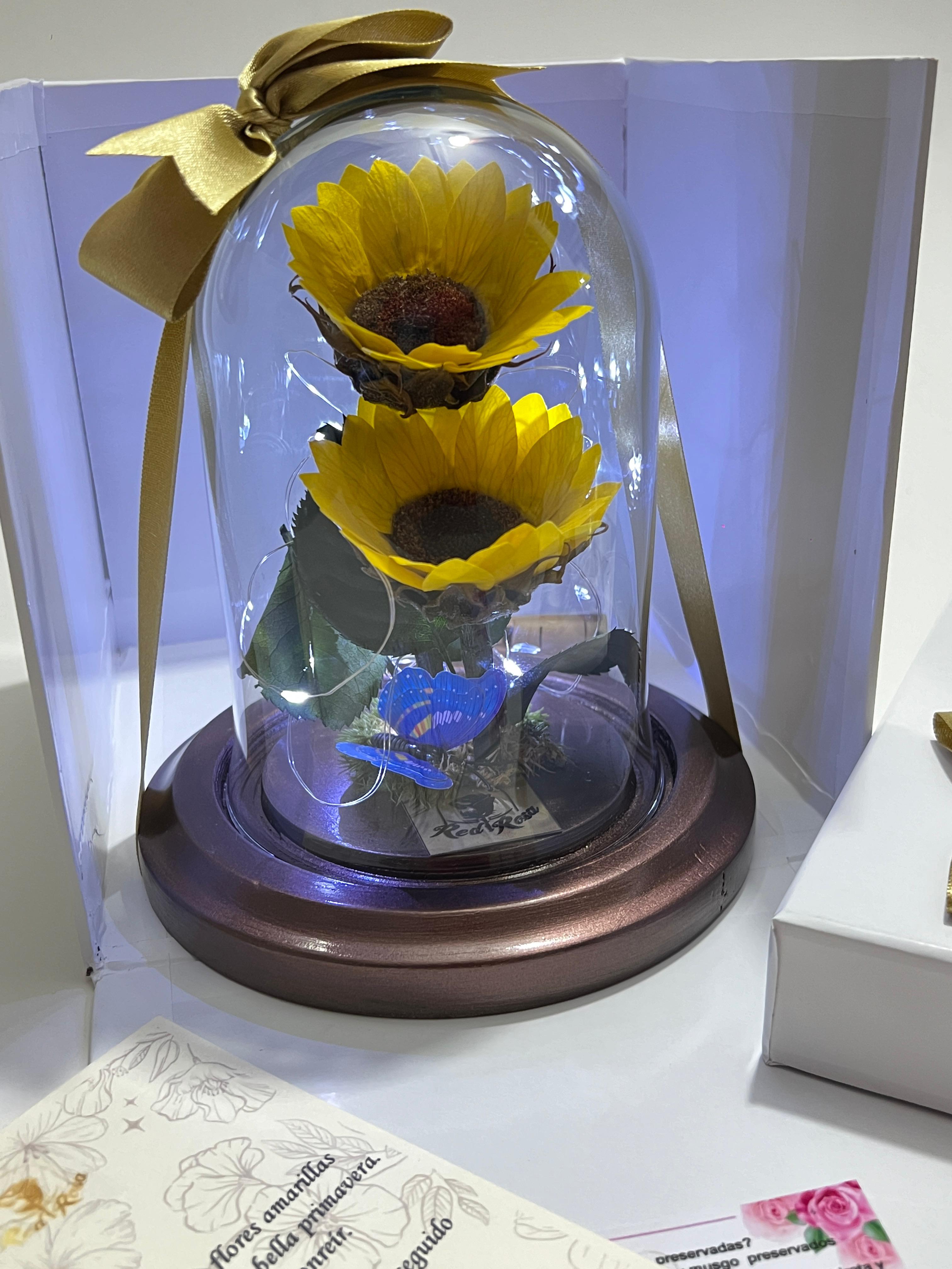 Doble Sol-Girasol mi - imagen del producto