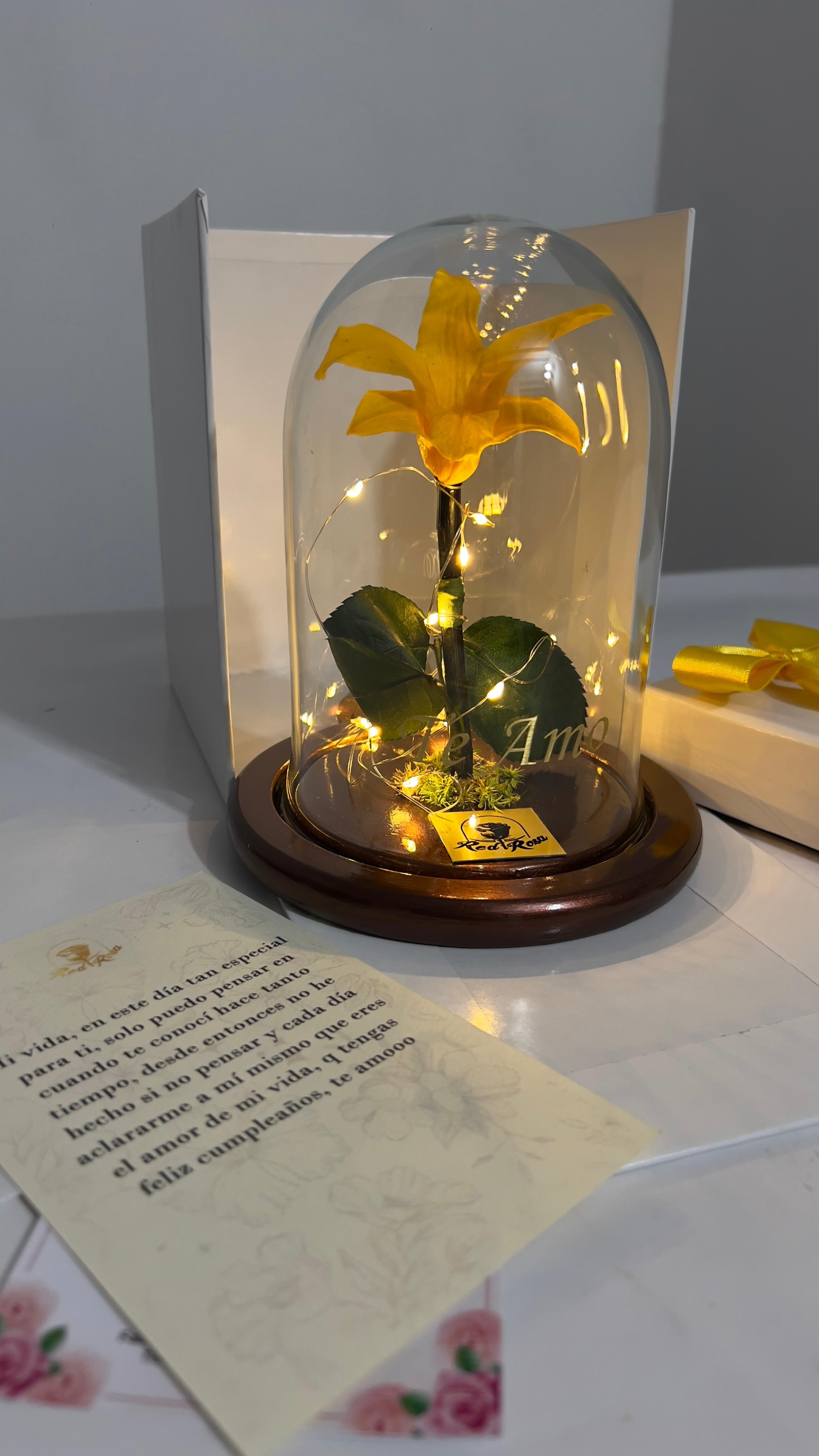 Luz de mi alma-Orquidea Mini - imagen del producto